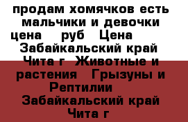 продам хомячков есть мальчики и девочки цена 150руб › Цена ­ 150 - Забайкальский край, Чита г. Животные и растения » Грызуны и Рептилии   . Забайкальский край,Чита г.